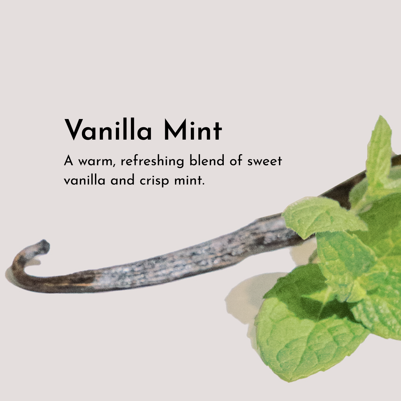 Vanilla Mint Body Lotion - Hydrating Shea & Jojoba, 8 oz