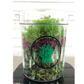 Mico's Micro Farm