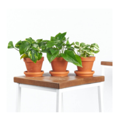 BLOOMSCAPE HOUSE PLANTS