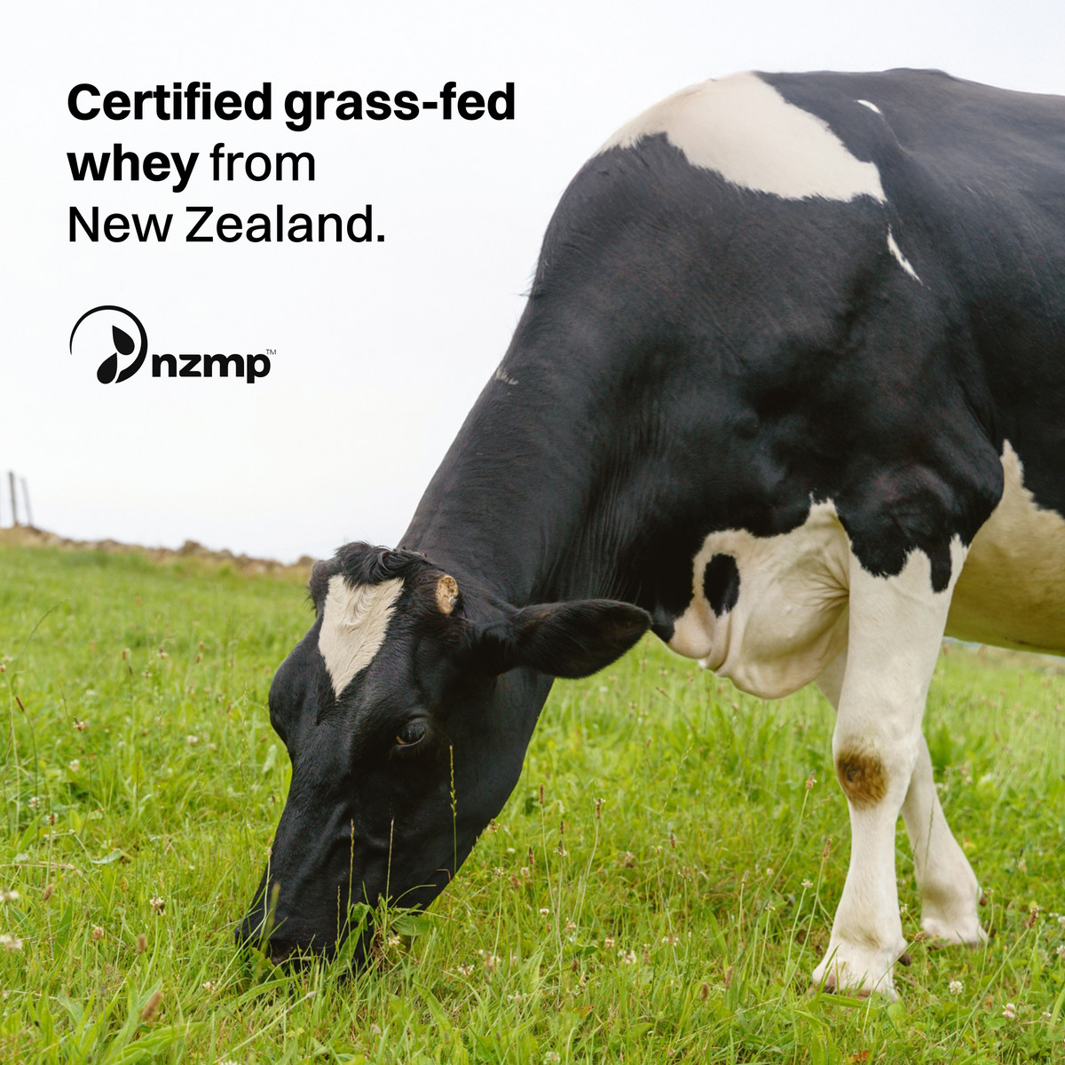 Vanilla Bean Protein Powder, 25g Protein